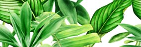Bianca CENTRO GARDEN TROPIC A RETT. 25x75 G.1 BC 1 szt