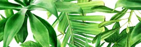 Bianca CENTRO GARDEN TROPIC B RETT. 25x75 G.1 BC 1 szt