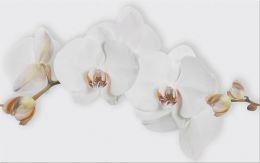 Płytki Marisol White Inserto Flower 25X40 Cersanit